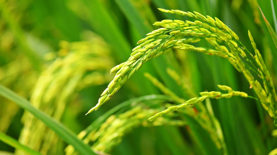 Foto de espiga de arroz verde em lavoura. Foto de espiga de arroz verde em lavoura.