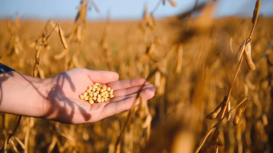Mão segurando grãos de soja em uma lavoura Mão segurando grãos de soja em uma lavoura