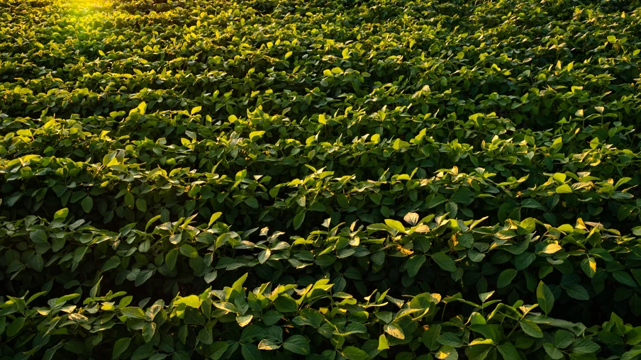 Lavoura de soja Lavoura de soja