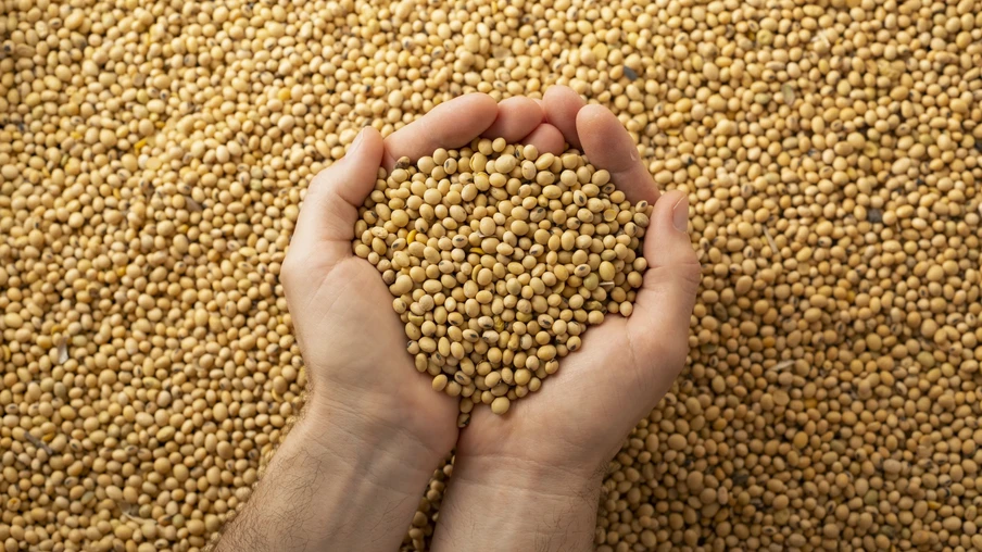 Mãos segurando grãos de soja Mãos segurando grãos de soja