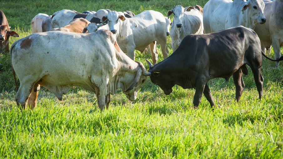 um boi branco e um boi preto. um boi branco e um boi preto.