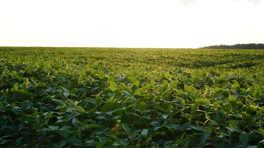 Lavoura de soja Lavoura de soja