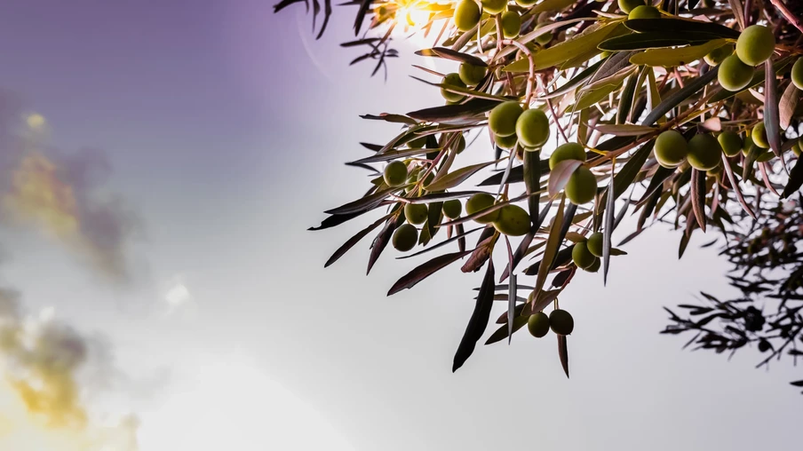 Detalhe de azeitonas verdes na árvore amadurecendo para produzir azeite. Detalhe de azeitonas verdes na árvore amadurecendo para produzir azeite.