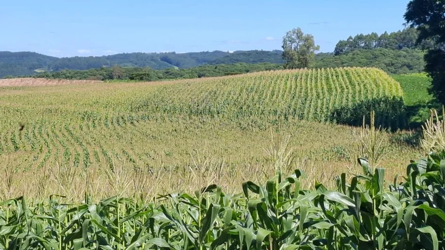 lavoura de milho lavoura de milho