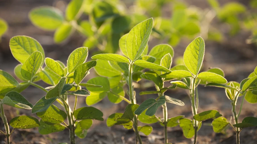 Lavoura de soja Lavoura de soja