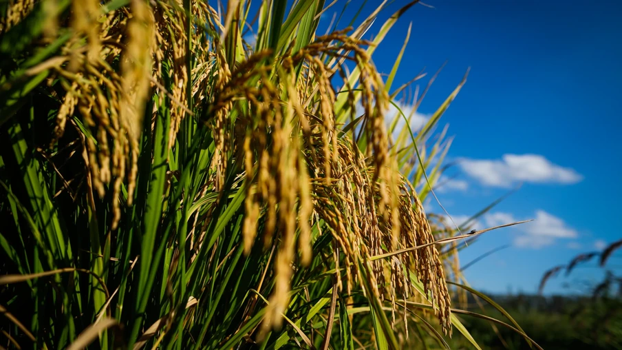 Lavoura de arroz Lavoura de arroz