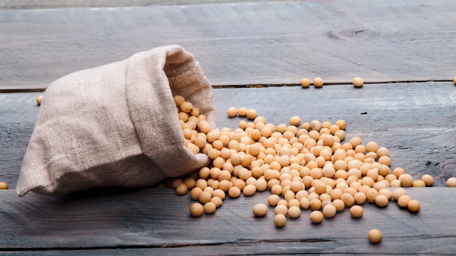 Grãos de soja Grãos de soja