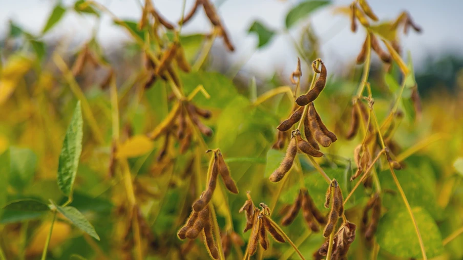Área de soja a ser colhida Área de soja a ser colhida