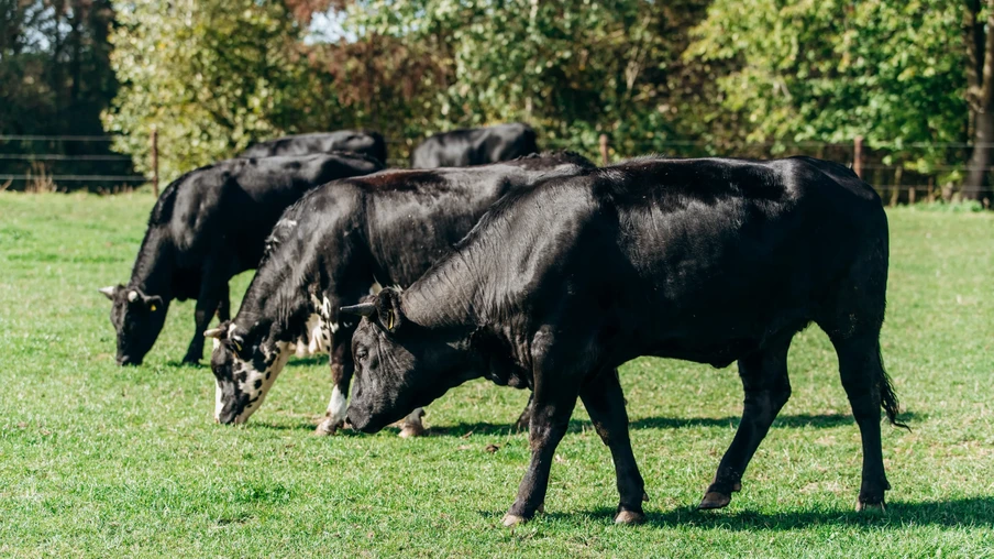 As vacas pastam perto da floresta na grama verde. As vacas pastam perto da floresta na grama verde.