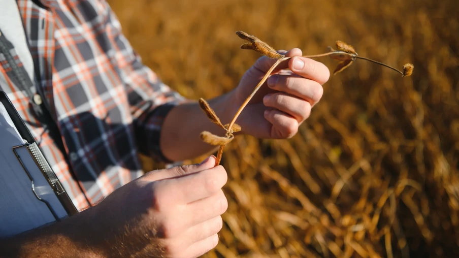 Produtor segurando soja Produtor segurando soja