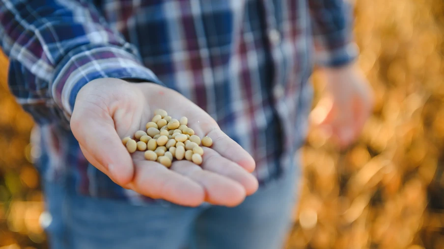 Produtor segurando grãos de soja Produtor segurando grãos de soja