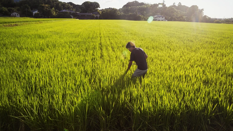 Um agricultor de arroz em pé em um campo de plantações verdes, um arrozal com brotos verdes exuberantes. Um agricultor de arroz em pé em um campo de plantações verdes, um arrozal com brotos verdes exuberantes.