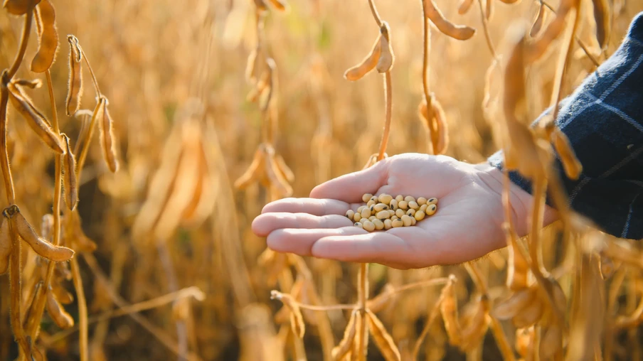 Mão segurando grãos de soja Mão segurando grãos de soja