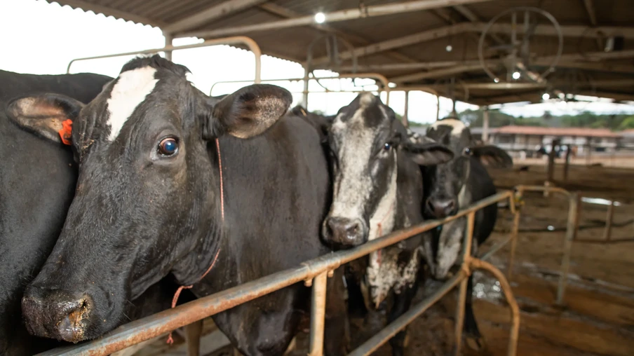 Vacas em fila para ser ordenhadas. Vacas em fila para ser ordenhadas.