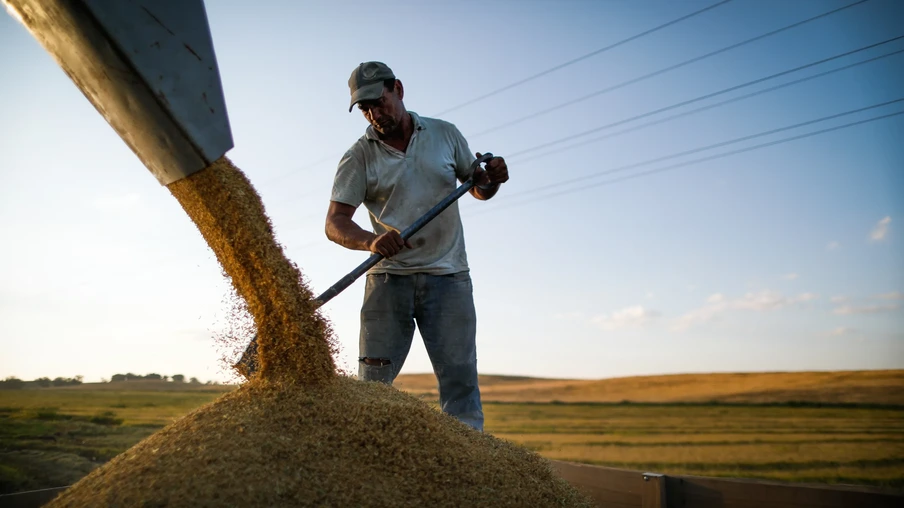 Colheitadeira descarregando arroz e um homem espalhando com uma pá Colheitadeira descarregando arroz e um homem espalhando com uma pá