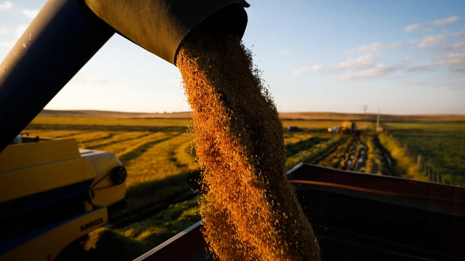 colheitadeira despejando arroz colhido no caminhão. colheitadeira despejando arroz colhido no caminhão.