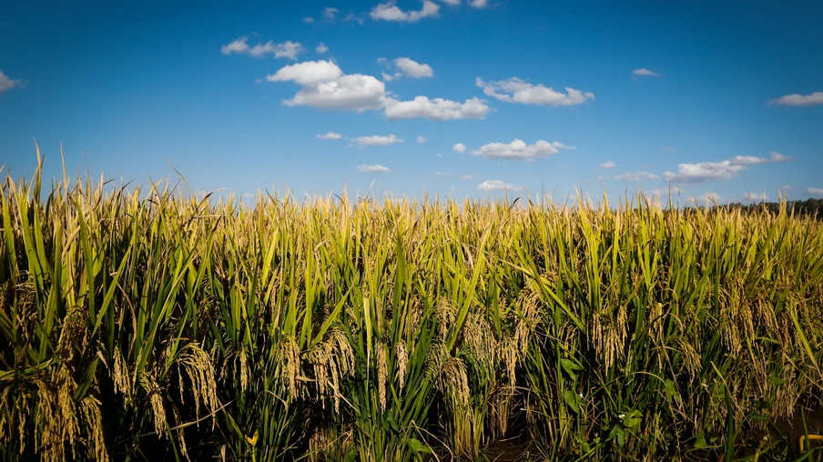 Lavoura de arroz. Lavoura de arroz.