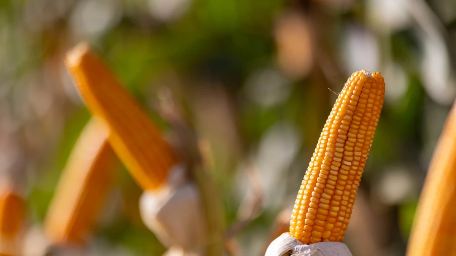 Espigas de milho na lavoura. Espigas de milho na lavoura.