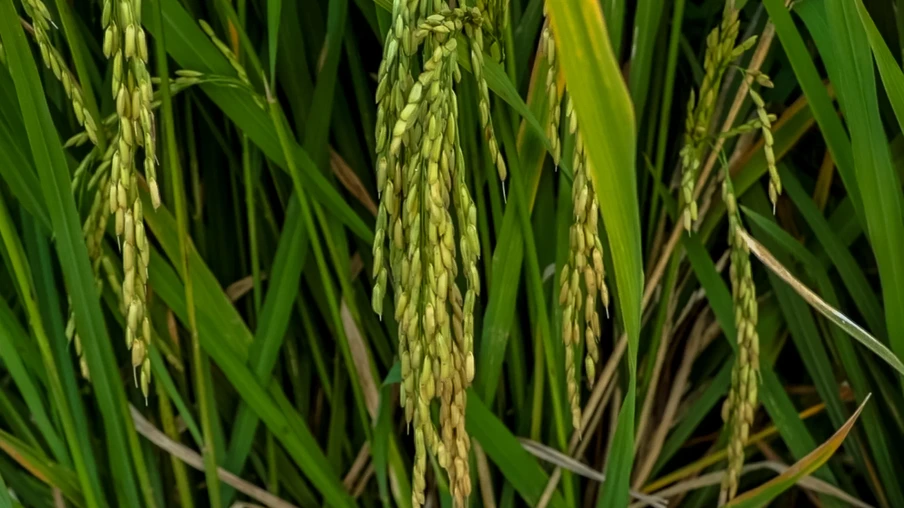 Índices de produtividade seguem dentro de parâmetros satisfatórios. mas há uma redução na qualidade dos grãos | Foto: Banco de imagens Índices de produtividade seguem dentro de parâmetros satisfatórios. mas há uma redução na qualidade dos grãos | Foto: Banco de imagens