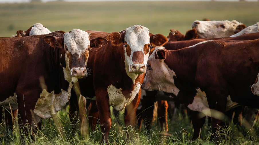 Bois da raça Braford. Bois da raça Braford.