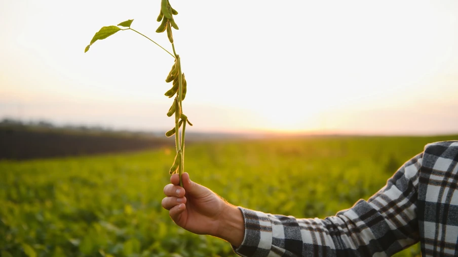 Close das mãos de um fazendeiro segurando uma plantação de soja durante o pôr do sol antes da colheita no campo. Close das mãos de um fazendeiro segurando uma plantação de soja durante o pôr do sol antes da colheita no campo.