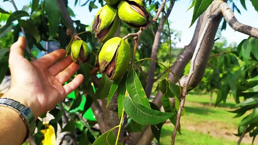 Planta de noz-pecã. Planta de noz-pecã.