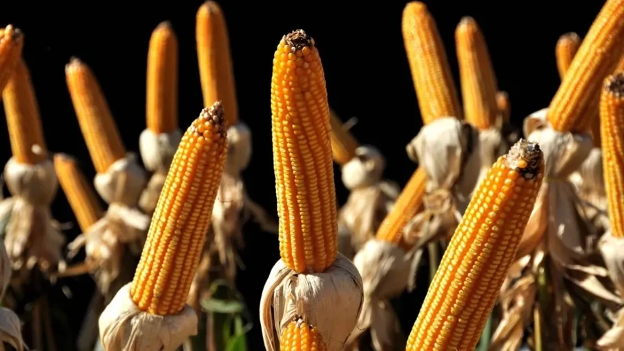 Lavoura de milho Lavoura de milho