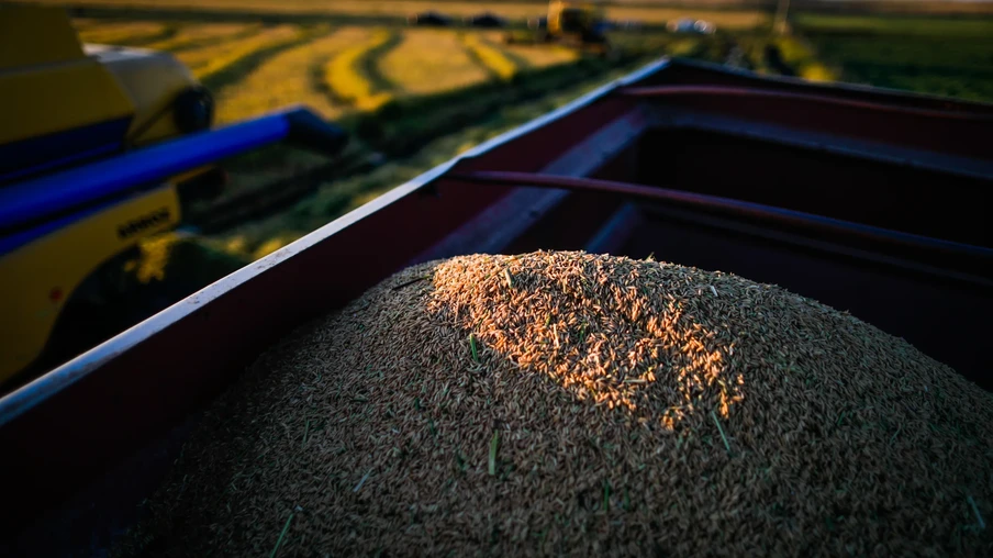 Colheita de arroz. Colheita de arroz.