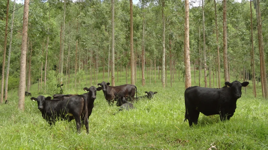 Integração Lavoura-Pecuária. Integração Lavoura-Pecuária.
