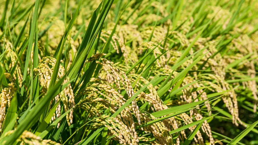 Plantas de arroz na lavoura. Plantas de arroz na lavoura.