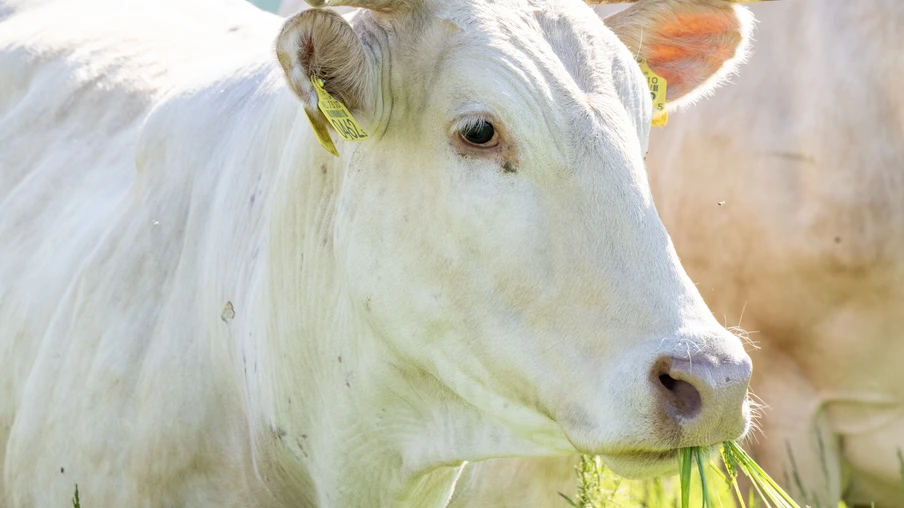 Vaca branca comendo grama em um campo iluminado pelo sol. Vaca branca comendo grama em um campo iluminado pelo sol.