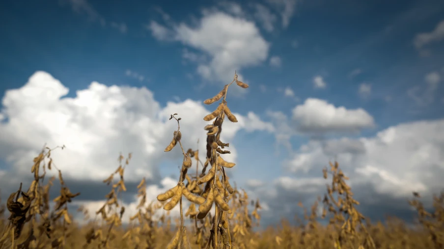 Planta de soja pronta para ser colhida. Planta de soja pronta para ser colhida.