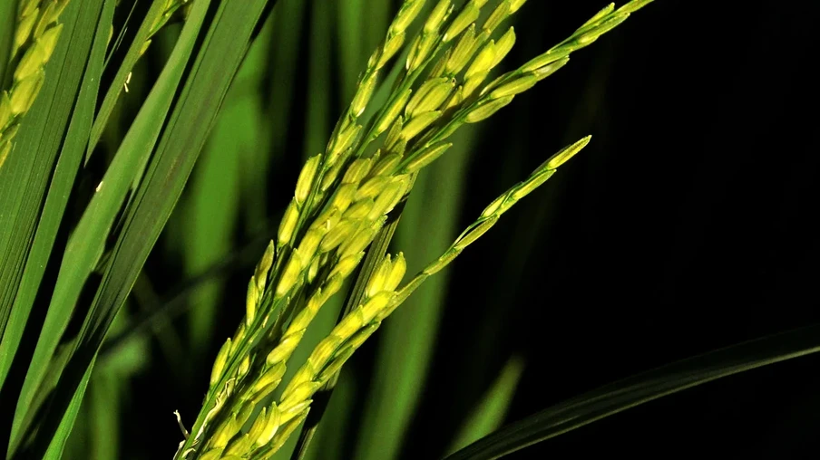 Foto de uma planta de arroz. Foto de uma planta de arroz.