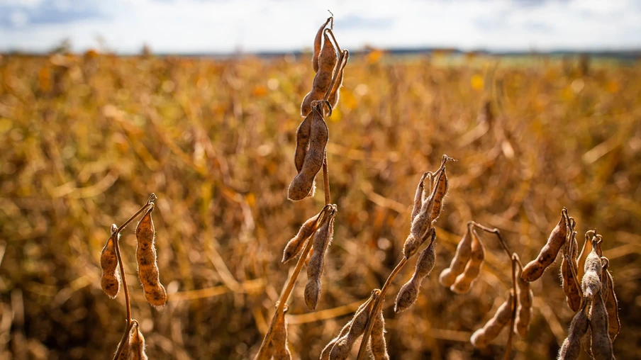 Planta de soja no campo. Planta de soja no campo.