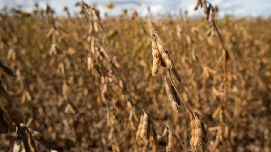 lavoura de soja. lavoura de soja.