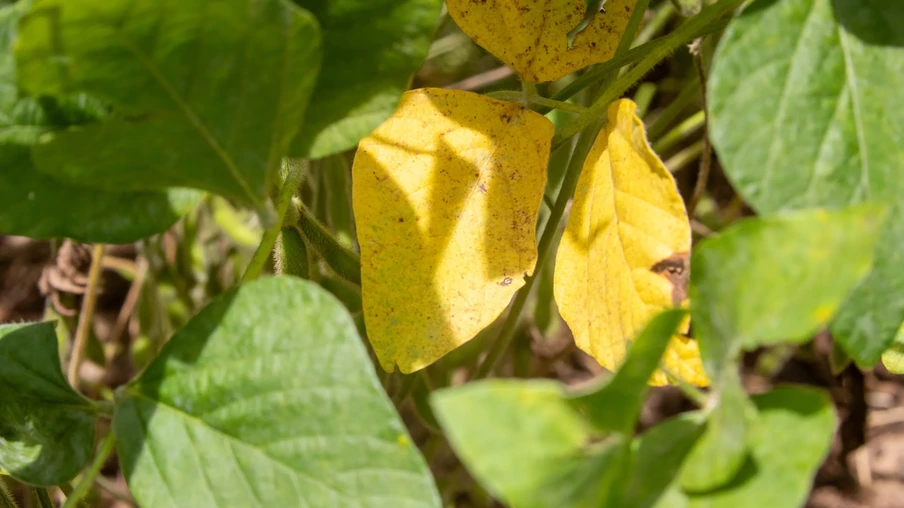 Planta com folha amarela. Planta com folha amarela.