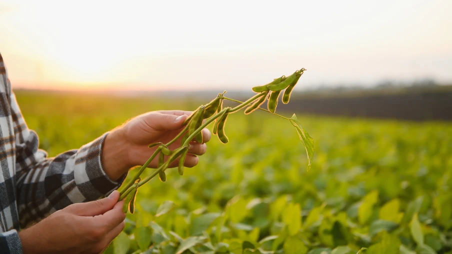 Agrônomo inspecionando plantações de soja em campo. Conceito de produção agrícola. Jovem agrônomo examina plantação de soja no campo no verão. Agricultor em campo de soja. Agrônomo inspecionando plantações de soja em campo. Conceito de produção agrícola. Jovem agrônomo examina plantação de soja no campo no verão. Agricultor em campo de soja.