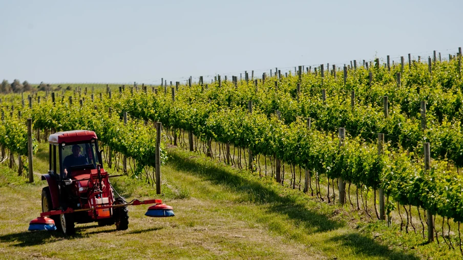 foto de parreiras de uvas . foto de parreiras de uvas .