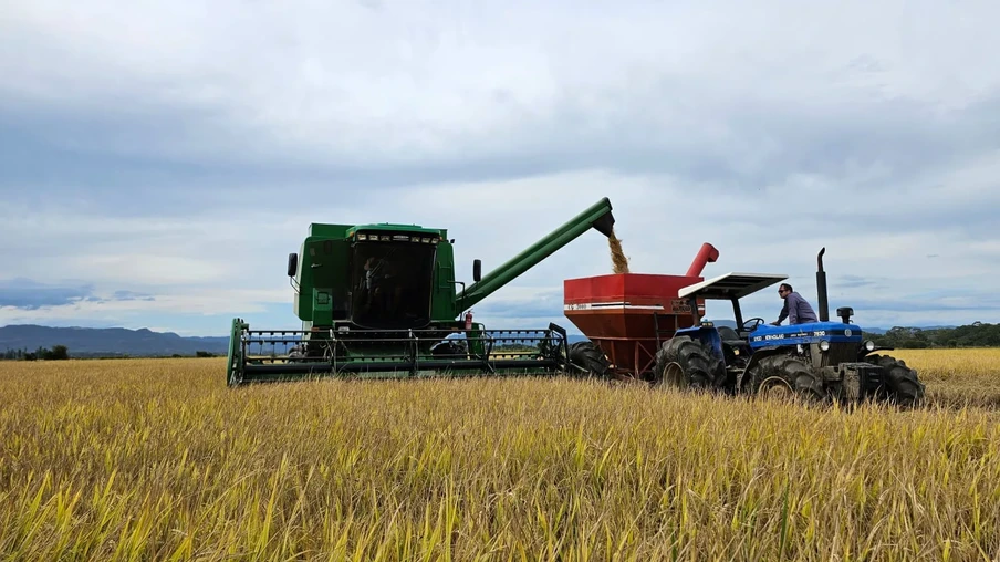 colheita de arroz. colheita de arroz.