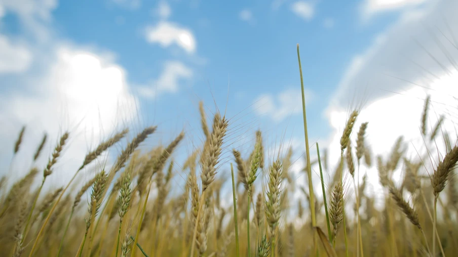 Foto de trigo na lavoura. Foto de trigo na lavoura.