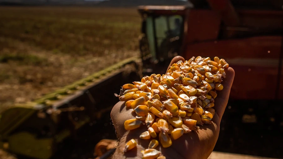 Colheita de milho. Colheita de milho.