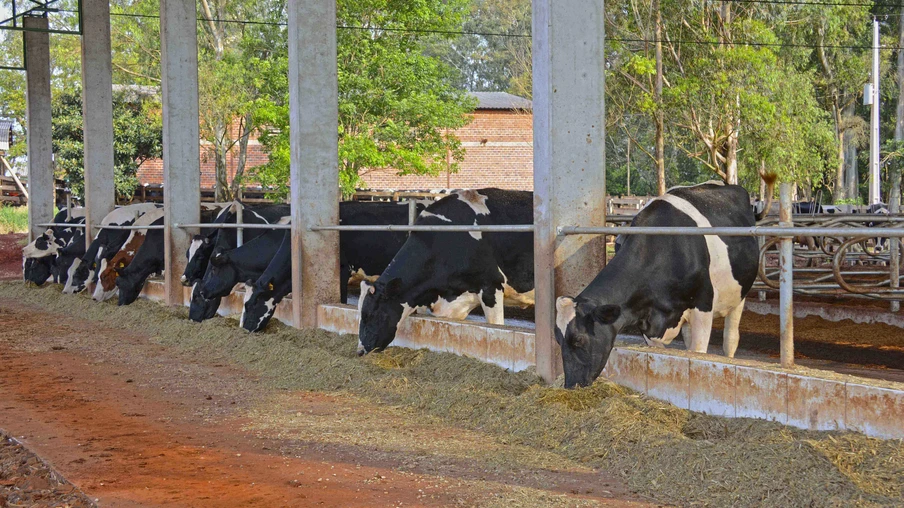 Vacas pastando. Vacas pastando.