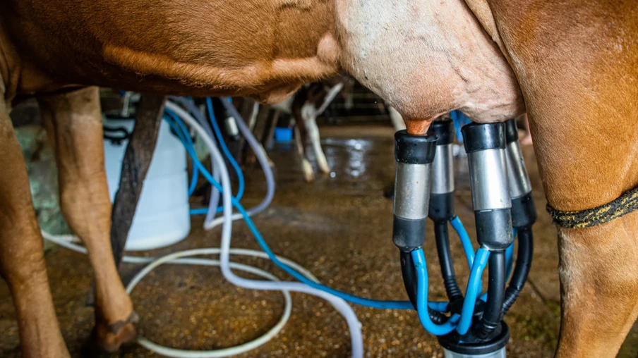 Foto de uma vaca sendo ordenhada. Foto de uma vaca sendo ordenhada.