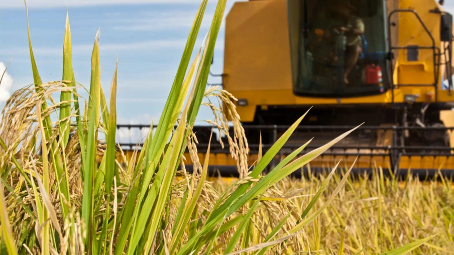 Colheita do arroz. Colheita do arroz.