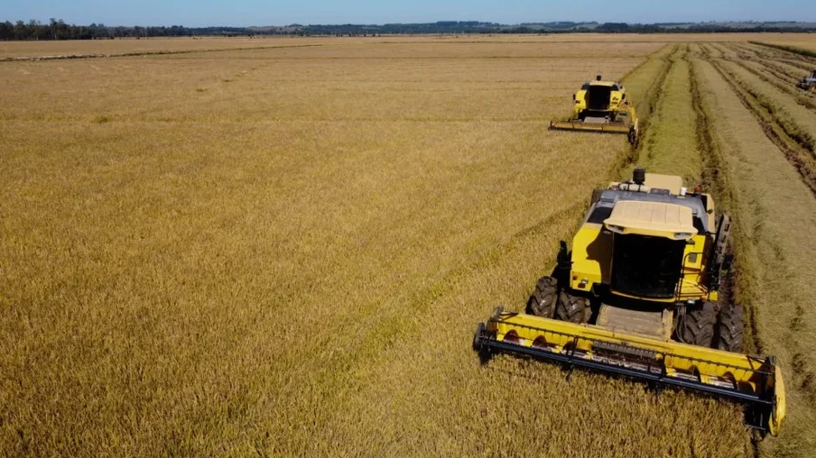 colheita de arroz colheita de arroz