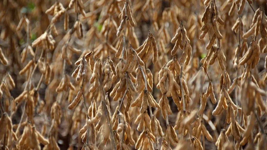Foto da lavoura de soja. Foto da lavoura de soja.