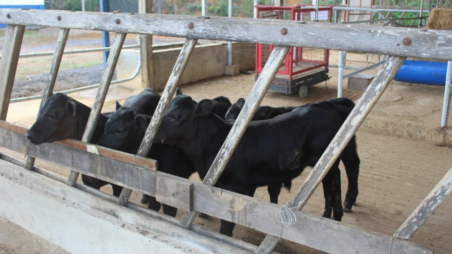 Bezerros geneticamente editados nascem pela primeira vez no Brasil. Bezerros geneticamente editados nascem pela primeira vez no Brasil.