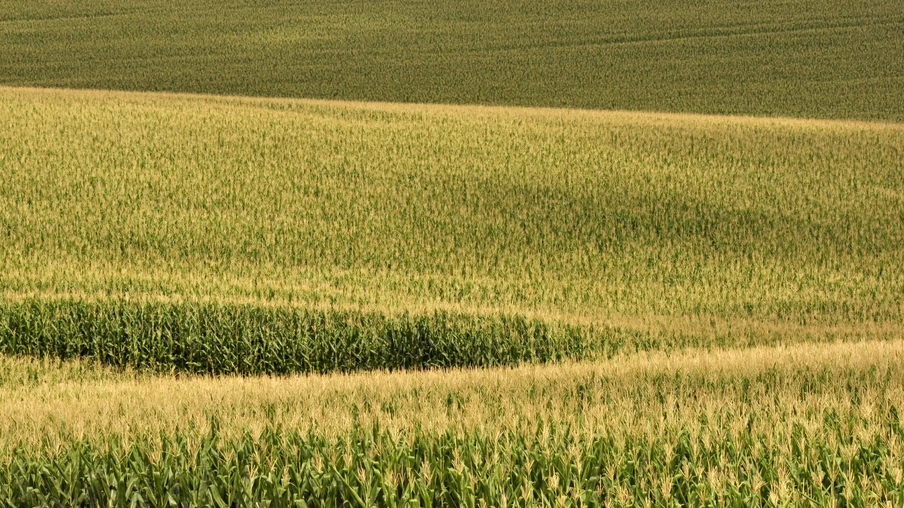 Foto de uma lavoura de milho. Foto de uma lavoura de milho.
