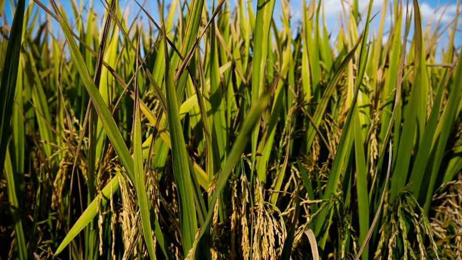Foto de arroz na lavoura. Foto de arroz na lavoura.