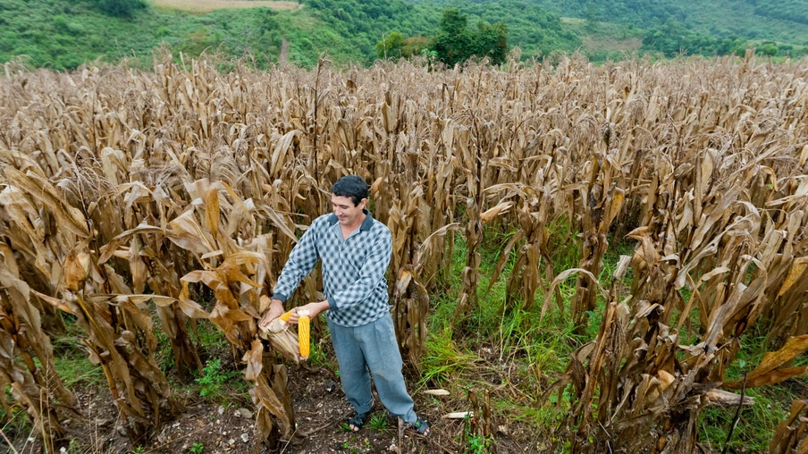 Foto de um produtor tirando milho da sua lavoura. Foto de um produtor tirando milho da sua lavoura.